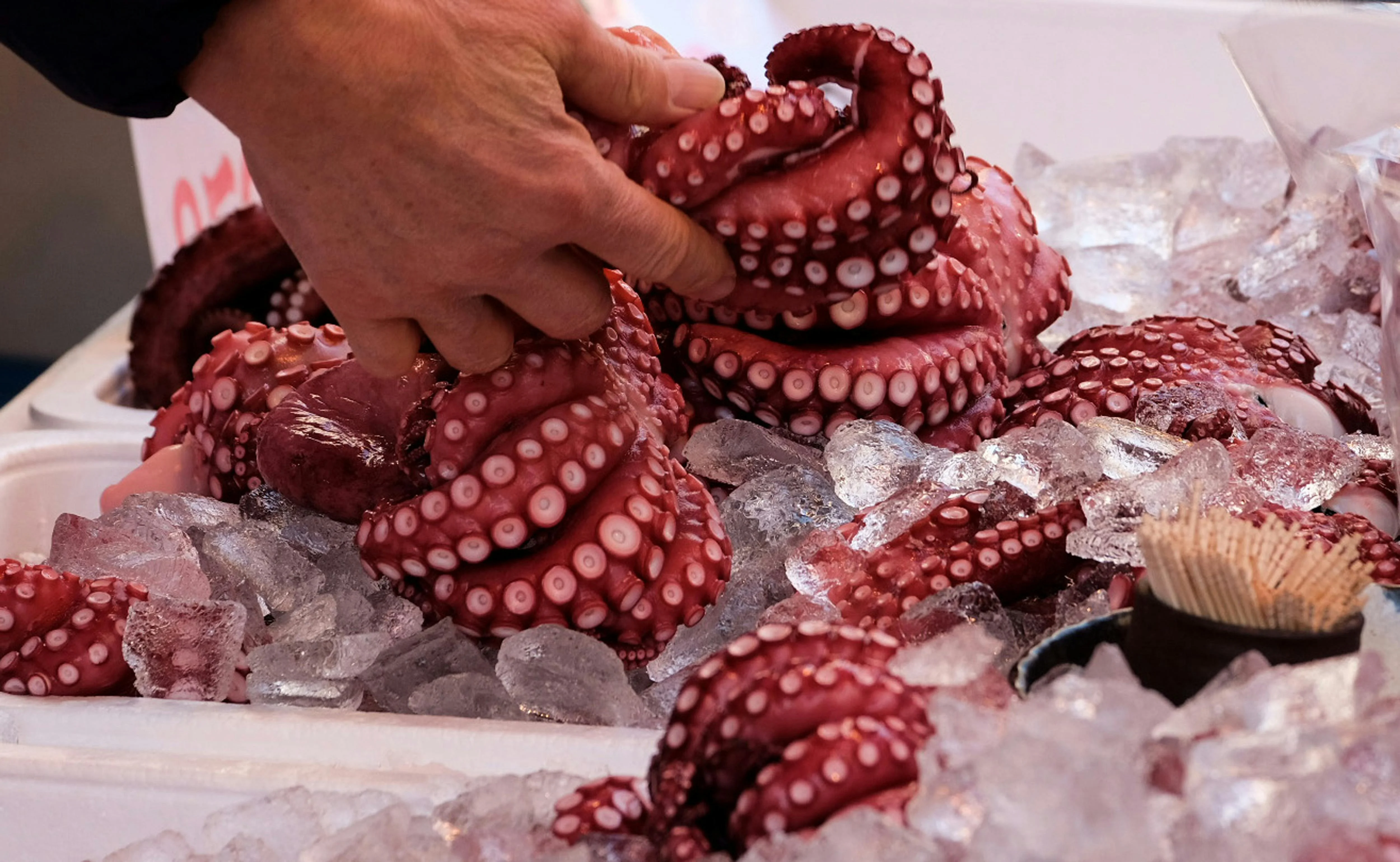Almacén de distribución de pescado congelado