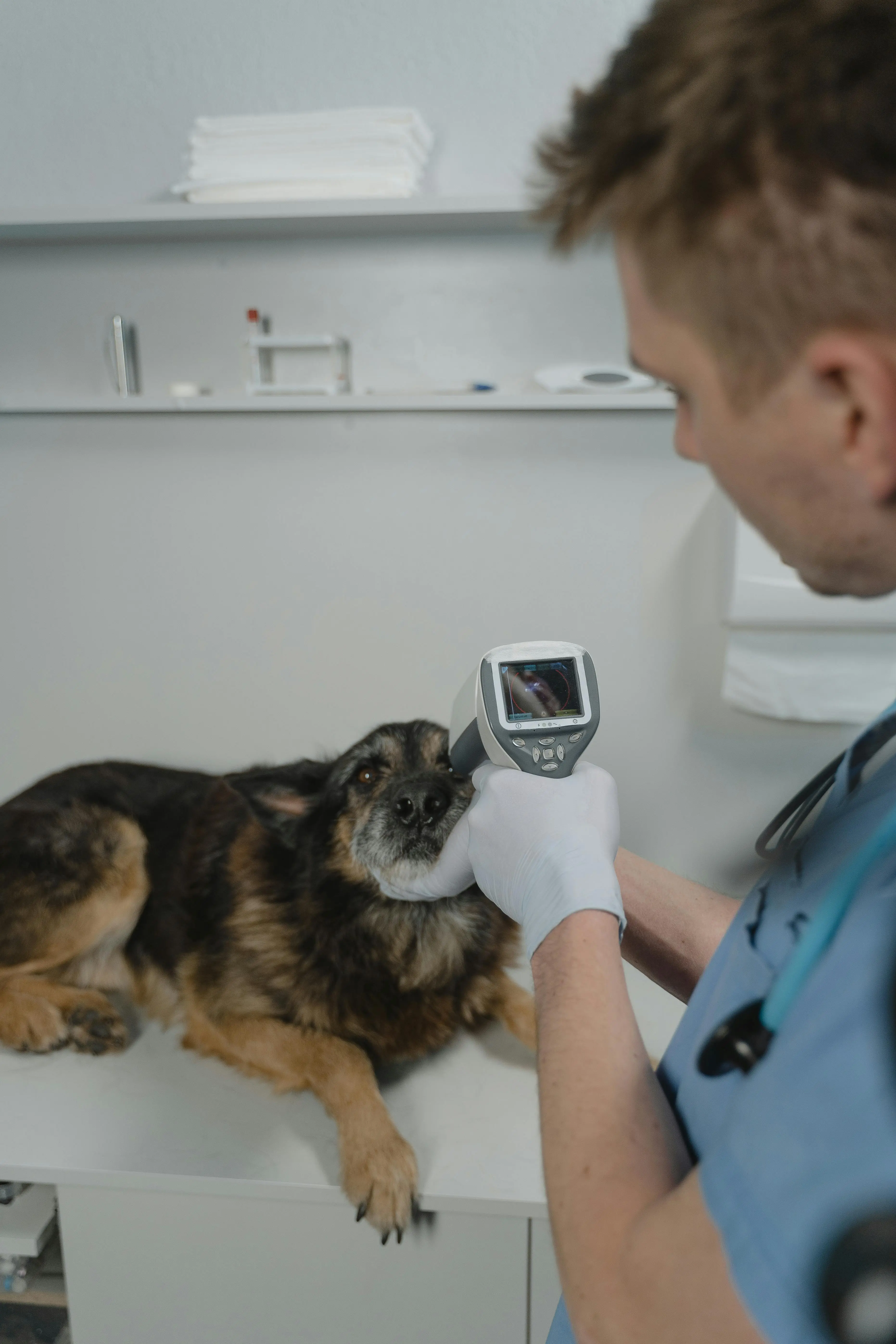 Veterinaria atendiendo a un gato en consulta profesional