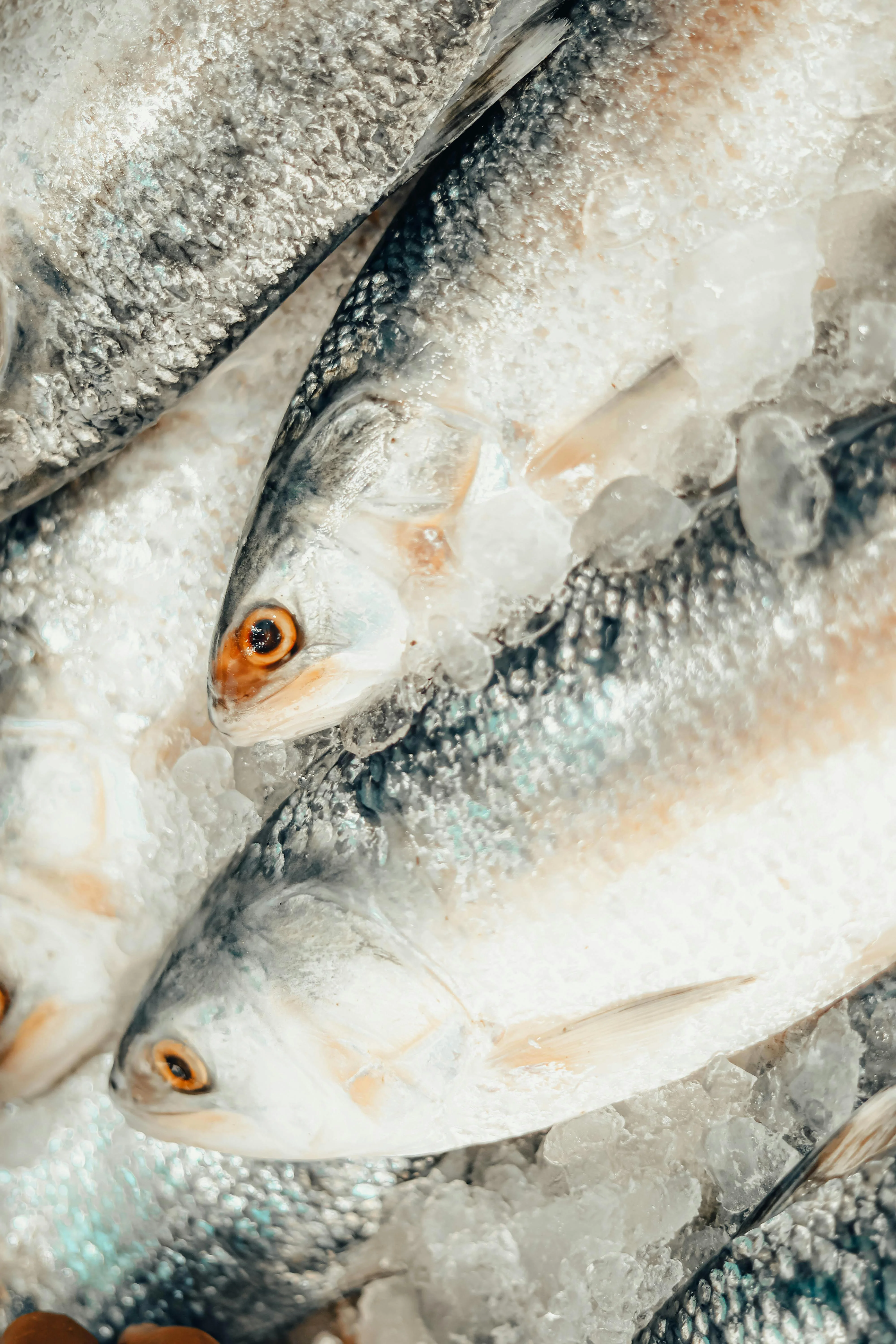 Cámara frigorífica de pescado congelado en almacén mayorista