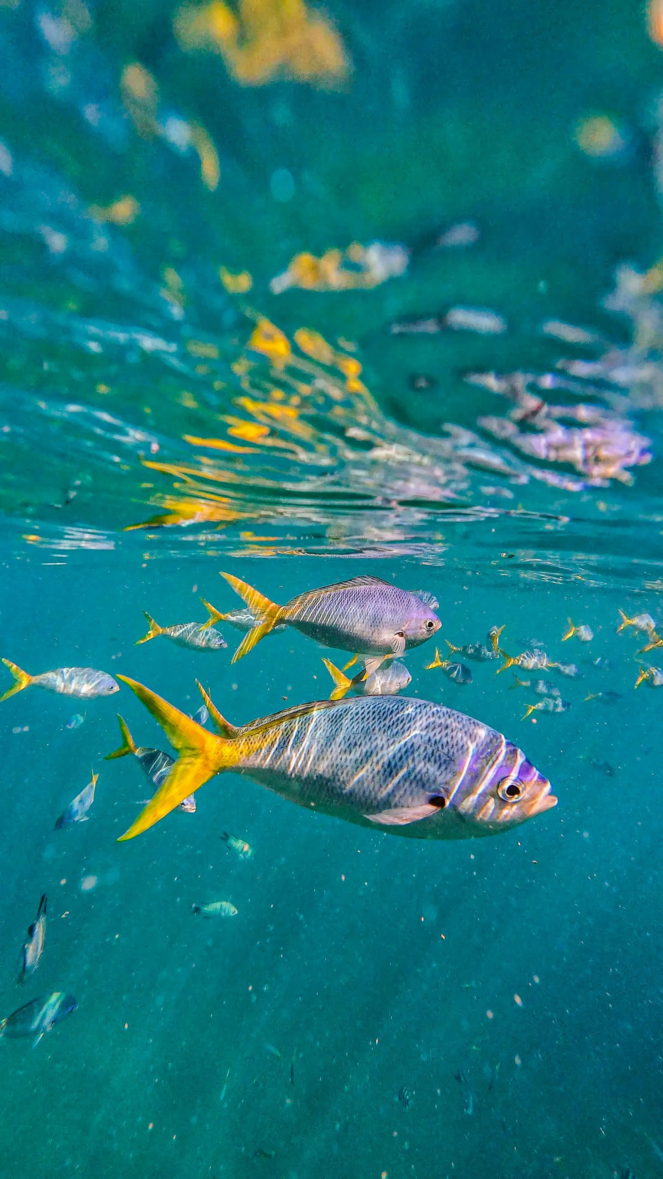 Lonja de pescado fresco para distribución