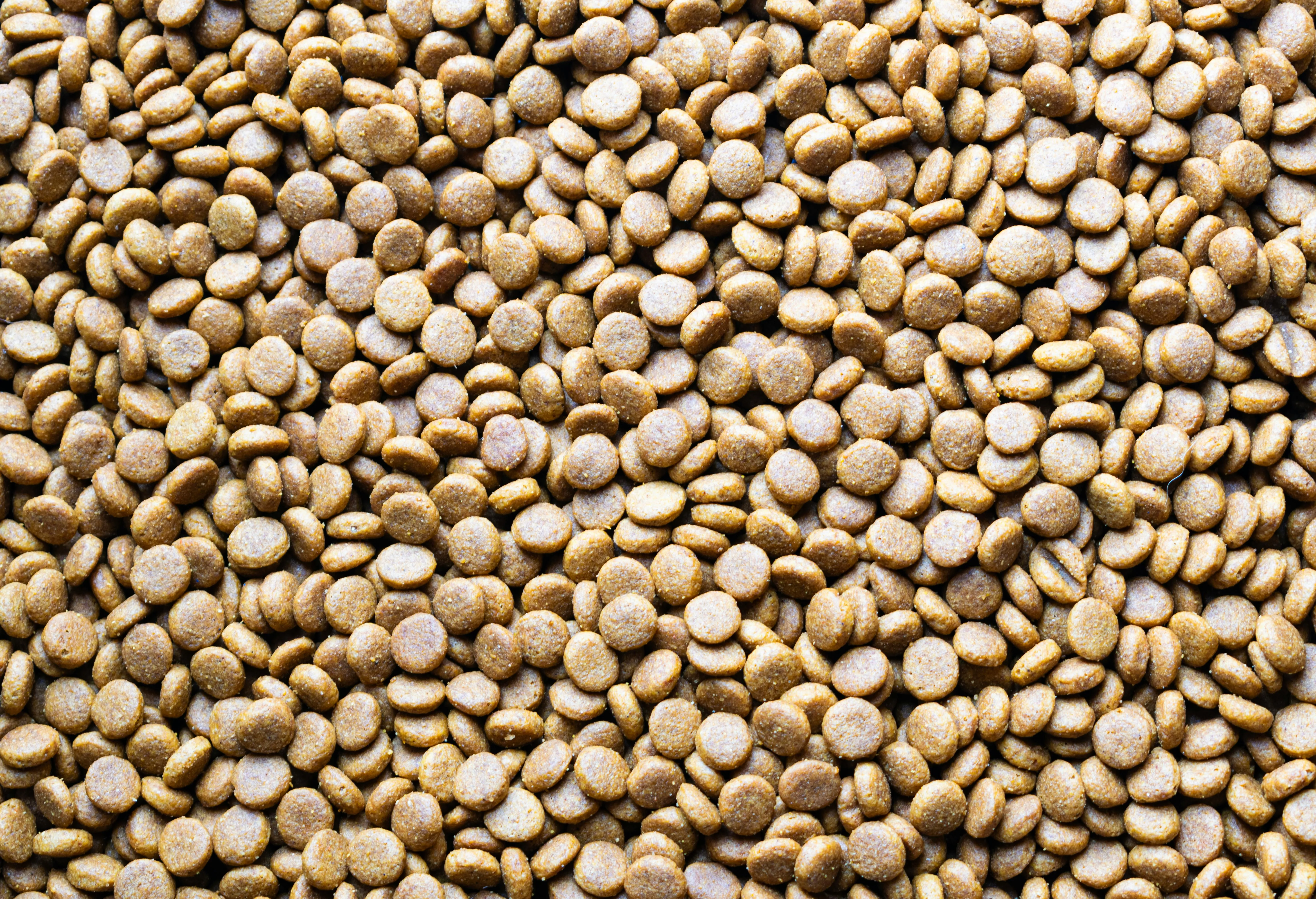 Silos de almacenamiento de pienso en fábrica