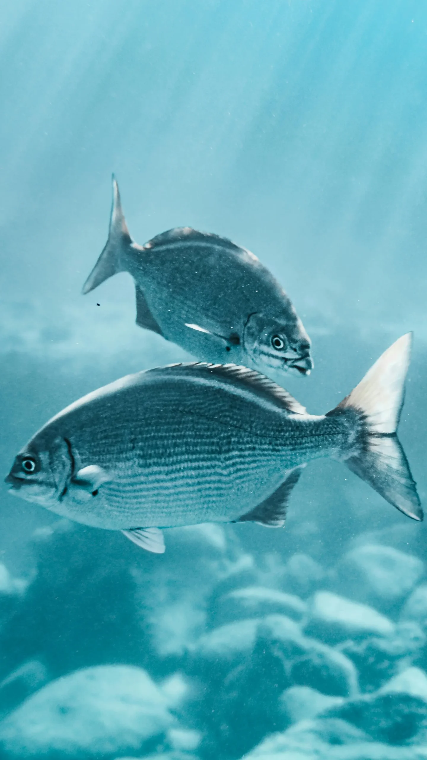 Lonja de pescado con cajas y trabajadores