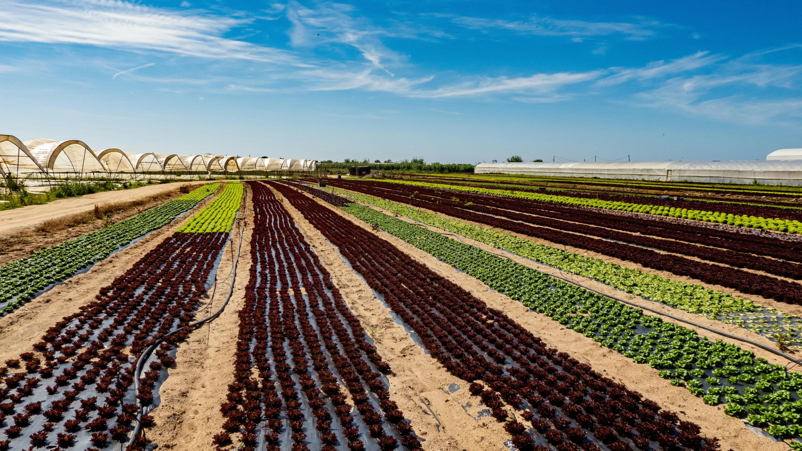 Industria agroalimentaria con producto fresco envasado
